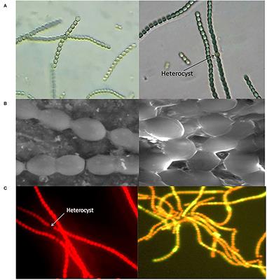 Cyanobacteria as a Promising Alternative for Sustainable Environment: Synthesis of Biofuel and Biodegradable Plastics